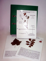 Гербарий к курсу основ общей биологии (20 листов) (лам.) формат А-4 - «globural.ru» - Чайковский