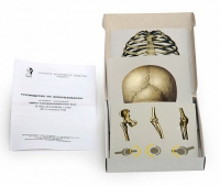 Модель-аппликация Типы соединения костей (набор из 7 карт) - «globural.ru» - Чайковский