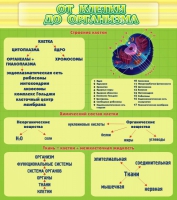 Стенд "От клетки до организма" - «globural.ru» - Чайковский