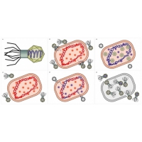 Модель-аппликация Жизненный цикл вируса	 - «globural.ru» - Чайковский
