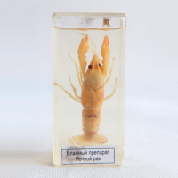 Влажный препарат "Рак речной" - «globural.ru» - Чайковский