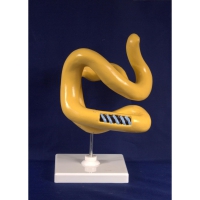 Модель Молекула белка - «globural.ru» - Чайковский