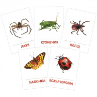 Раздаточные карточки "Насекомые" - «globural.ru» - Чайковский