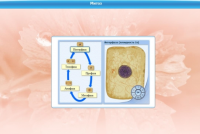 Интерактивные курсы. Биология 6 класс. Базовый  - «globural.ru» - Чайковский