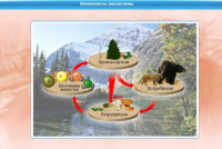 Интерактивные курсы. Биология 7 класс. Базовый - «globural.ru» - Чайковский