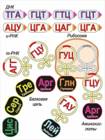 Модель-аппликация Биосинтез белка - «globural.ru» - Чайковский