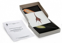 Модель-аппликация Одноклеточные водоросли (набор из 24 карт) - «globural.ru» - Чайковский