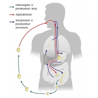 Модель-аппликация Цикл развития аскариды - «globural.ru» - Чайковский