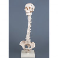 Модель "Позвоночник с черепом и тазом" - «globural.ru» - Чайковский