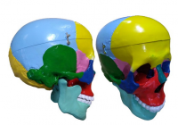 Модель "Череп" (с раскрашенными костями) - «globural.ru» - Чайковский