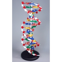 Модель "Структура ДНК" разборная - «globural.ru» - Чайковский