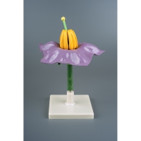 Модель "Цветок картофеля" - «globural.ru» - Чайковский