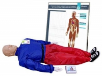 Тренажер-манекен взрослого пострадавшего "Александр-01" для отработки приемов сердечно-легочной реанимации (голова, туловище, конечности) с контроллером и настенным табло - «globural.ru» - Чайковский