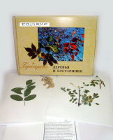 Гербарий Деревья и кустарники (20 видов) - «globural.ru» - Чайковский