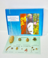 Коллекция "Шишки, плоды, семена деревьев и кустарников" демонстрационная - «globural.ru» - Чайковский