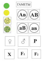 Модель-аппликация Дигибридное скрещивание  и  его цитологические основы - «globural.ru» - Чайковский