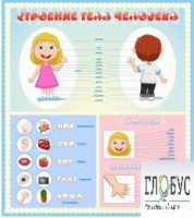 Стенд "Строение человека" для детей - «globural.ru» - Чайковский