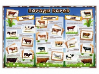 Стенд "Породы коров" - «globural.ru» - Чайковский