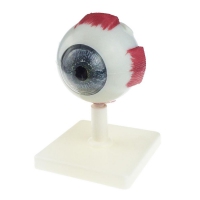 Модель "Глаз человека" (лабораторная) - «globural.ru» - Чайковский