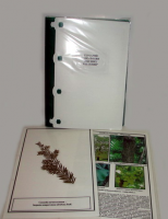 Гербарий "Эволюция высших растений" - «globural.ru» - Чайковский