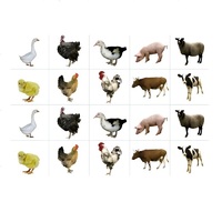 Комплект карточек. Серия наглядных пособий "Запоминай, играй, считай". Домашние животные - «globural.ru» - Чайковский