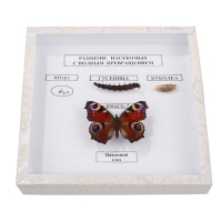  Коллекция энтомологическая "Развитие насекомых с полным превращением" - «globural.ru» - Чайковский