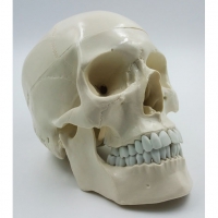 Модель "Череп" (белый) - «globural.ru» - Чайковский