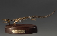 Модель скелета мозазавра Mosasaurus - «globural.ru» - Чайковский
