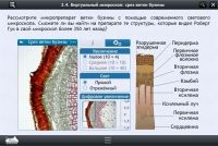 Интерактивные курсы. Биология 5 класс. Расширенный - «globural.ru» - Чайковский