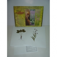 Гербарий "Лекарственные растения" (20 видов) формат А-3 - «globural.ru» - Чайковский