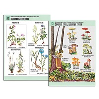 Комплект таблиц для начальной школы "Окружающий мир. Грибы. Растительный мир" - «globural.ru» - Чайковский