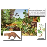 Магнитный плакат-аппликация "Лес: биоразнообразие и взаимосвязи в сообществе" - «globural.ru» - Чайковский