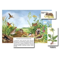 Магнитный плакат-аппликация "Луг: биоразнообразие и взаимосвязи в сообществе" - «globural.ru» - Чайковский