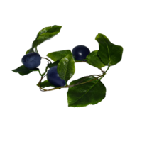 Ветка муляжей "Слива" - «globural.ru» - Чайковский