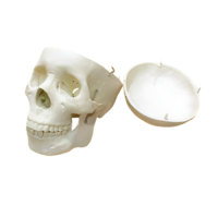 Модель "Череп человека" - «globural.ru» - Чайковский