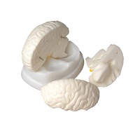 Модель мозга в разрезе - «globural.ru» - Чайковский