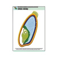 Рельефная таблица "Зерновка пшеницы" (формат А1, матовое ламинир.) - «globural.ru» - Чайковский