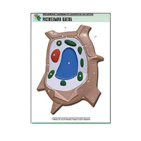 Рельефная таблица "Растительная клетка" (формат А1, матовое ламинир.) - «globural.ru» - Чайковский