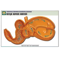 Рельефная таблица "Желудок жвачного животного" (формат А1, матовое ламинир.) - «globural.ru» - Чайковский