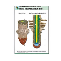 Рельефная таблица "Внешнее и внутреннее строение корня" (формат А1, матовое ламинир.) - «globural.ru» - Чайковский