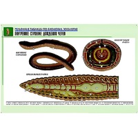 Рельефная таблица "Внутреннее строение дождевого червя" (формат А1, матовое ламинир.) - «globural.ru» - Чайковский