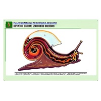 Рельефная таблица "Внутреннее строение брюхоногого моллюска" (формат А1, матовое ламинир.) - «globural.ru» - Чайковский