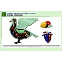 Рельефная таблица "Внутреннее строение голубя" (формат А1, матовое ламинир.) - «globural.ru» - Чайковский