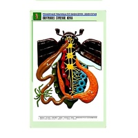 Рельефная таблица "Внутреннее строение жука" (формат А1, матовое ламинир.) - «globural.ru» - Чайковский