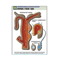 Рельефная таблица "Внутреннее строение гидры" (формат А1, матовое ламинир.) - «globural.ru» - Чайковский