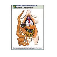 Рельефная таблица "Внутреннее строение кролика" (формат А1, матовое ламинир.) - «globural.ru» - Чайковский