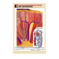 Рельефная таблица "Почка. Макро-микростроение" - «globural.ru» - Чайковский