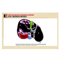 Рельефная таблица "Печень. Висцеральная поверхность" (формат А1, матовое ламинир.) - «globural.ru» - Чайковский