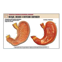 Рельефная таблица "Желудок. Внешняя и внутренняя поверхности" (формат А1, матовое ламинир.) - «globural.ru» - Чайковский