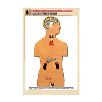 Рельефная таблица "Железы внутренней секреции" (формат А1, матовое ламинир.) - «globural.ru» - Чайковский